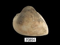 藏品(圓魁蛤)的圖片